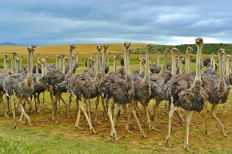 Щоб відновити поголів’я страусів на фермі до попередніх показників, знадобиться не менше чотирьох років