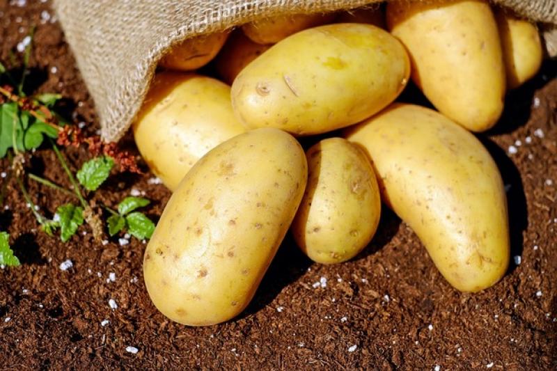 Обсяги виробництва картоплі на Волині не змінються вже багато років