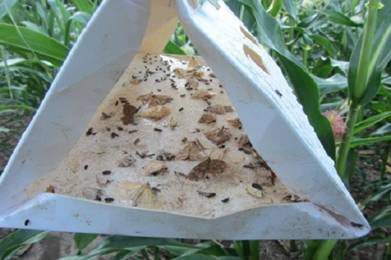 В Україні трихограму в переважній більшості (до 99%) використовують для боротьби зі стебловим метеликом на посівах кукурудзи