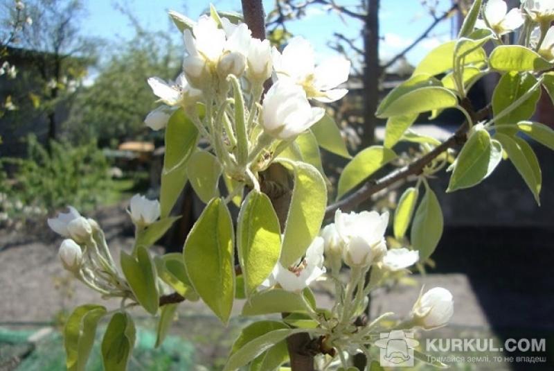 У Полтавській області планують підтримувати сади-ягідники при навчальних закладах
