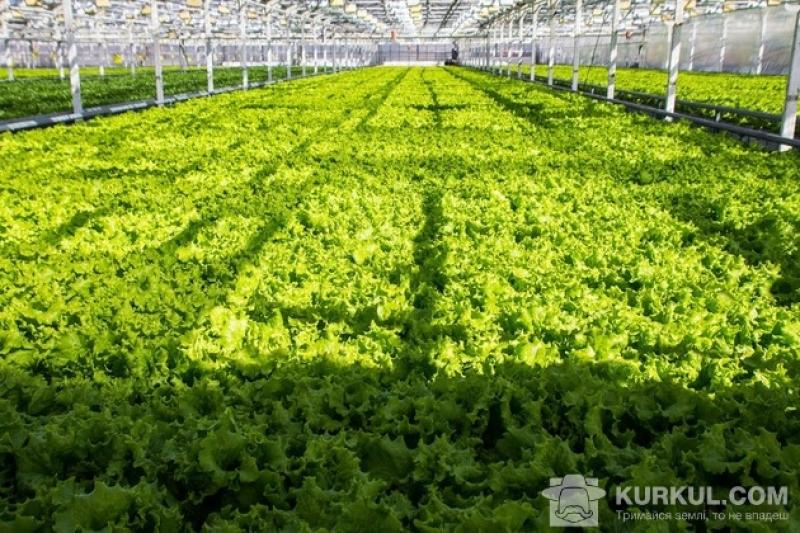 Лише 10% українського врожаю вирощують у теплицях