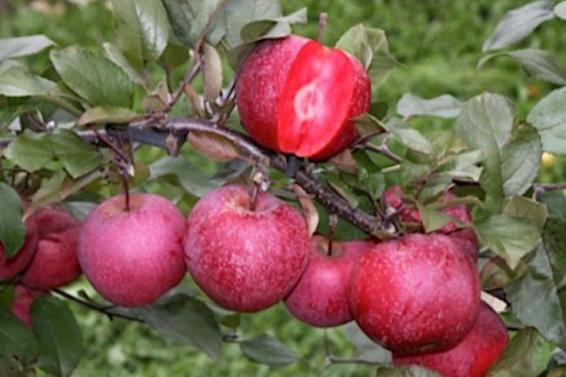 В Україні вирощують незвичні яблука з червоною м’якоттю