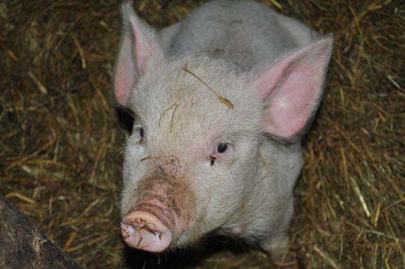 Зафіксовано загибель свиней від АЧС на Одещині