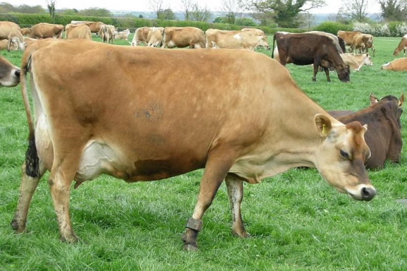 На демонстраційній фермі утримуватимуть 60 корів джерсейської породи, завезених із Данії