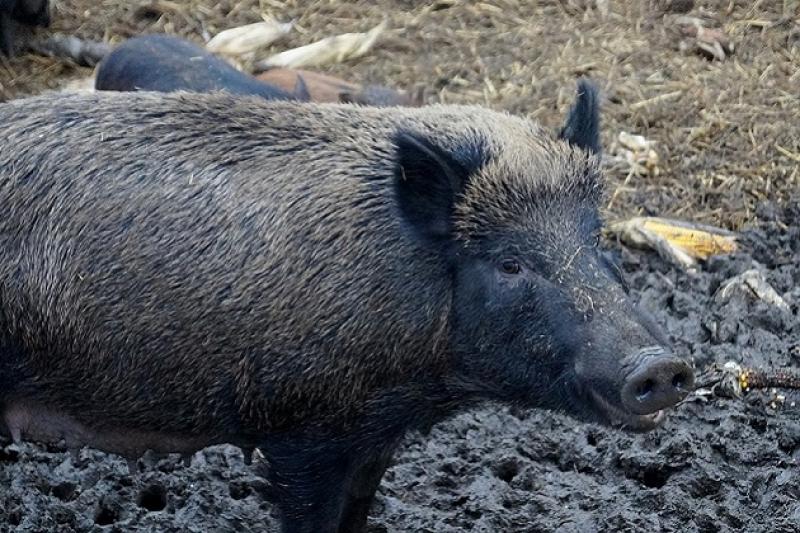 На Берегівщині в дикої свині виявили африканську чуму, у районі введені карантинні обмеження