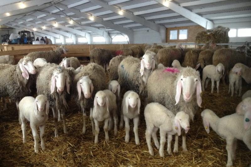 Вівці породи Мериноландшаф