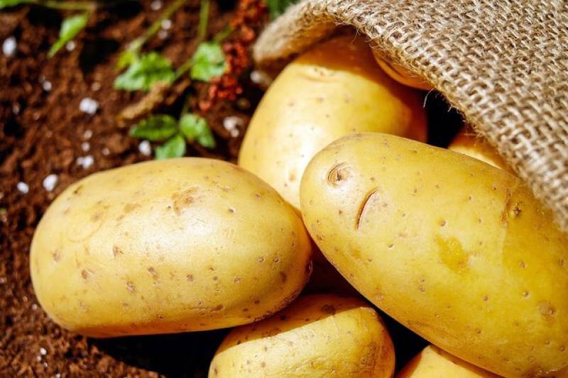 Урожай картоплі