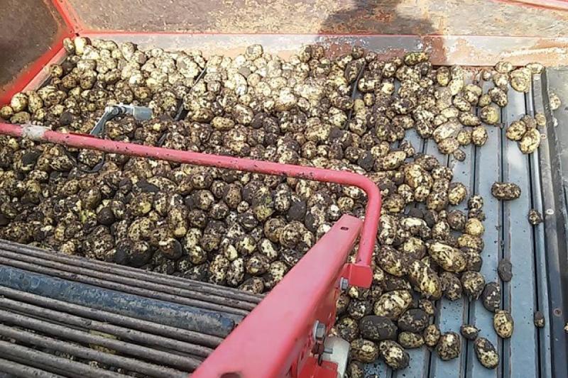 Перший урожай картоплі на Херсонщині