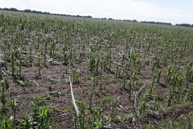 Фермери Черкащини просять відшкодувати завдані стихією збитки