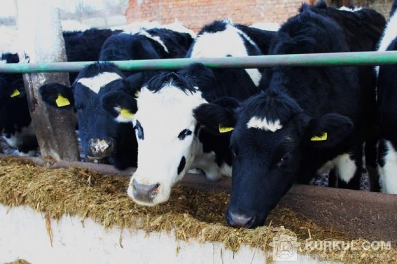 Корови на молочні фермі
