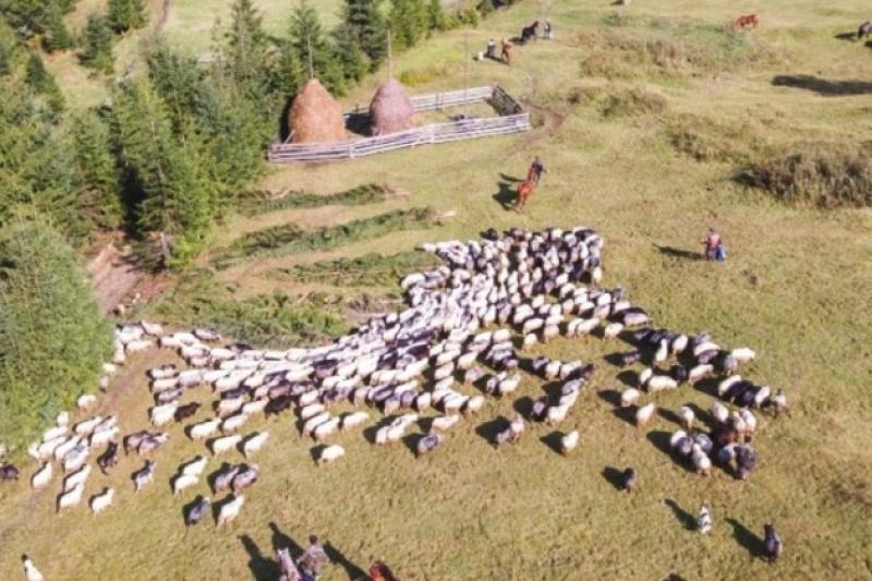 Повернення вівчарів з карпатських полонин 