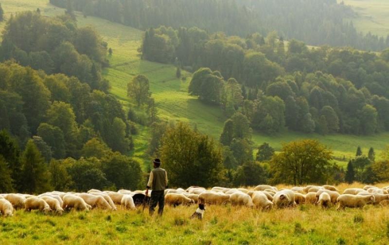 Вівчар з отарою на пасовищі