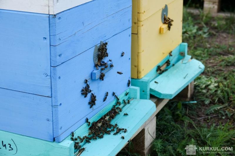 Бджоли у вуликах