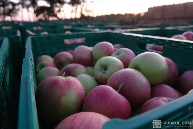 Ціна на популярні сорти яблук заросла на третину