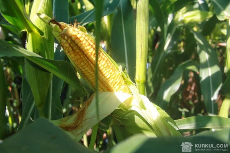 З України нелегально намагалися вивезти кукурудзу