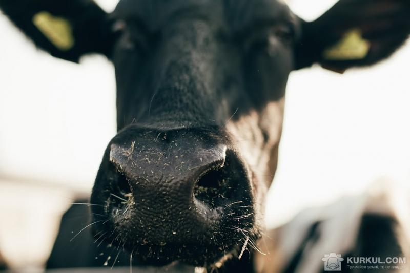 На нову корову мільярдер витратить $40 млн