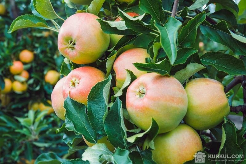 Покупці токенів матимуть права на яблука, які в майбутньому виростуть у садах. 