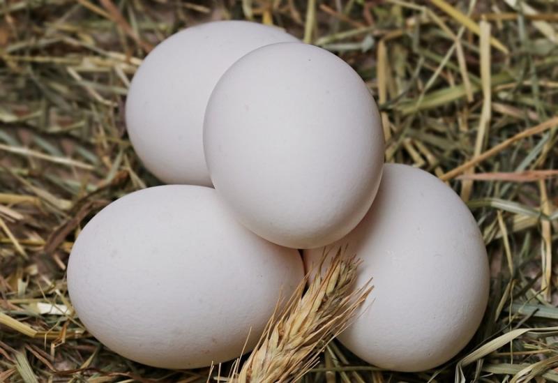 Найбільше яєць у 2017 р. виробила Київська область