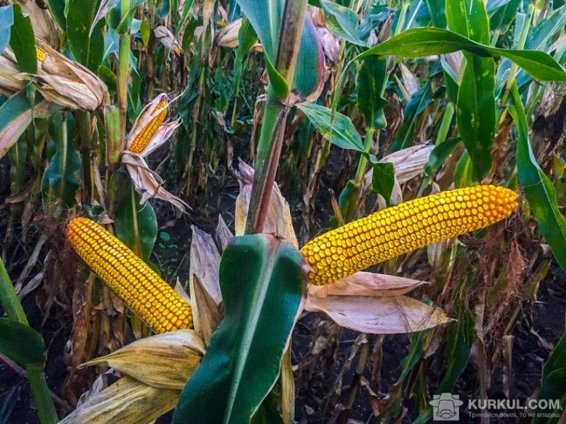 Урожайність гібридів кукурудзи може сягати 13 т/га