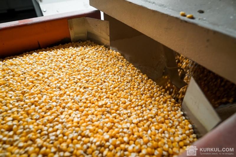 Українська кукурудза не потребує дозволу на переробку