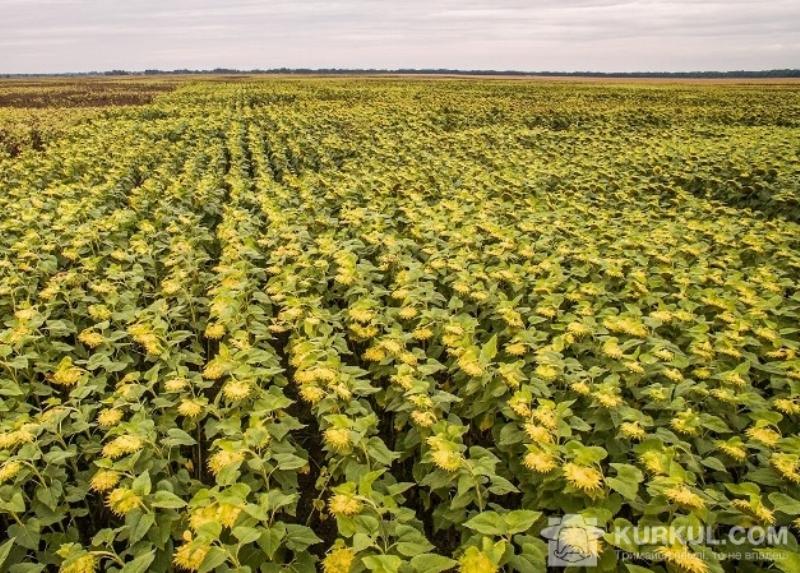 В Україні зростає кількість сортів зернових і олійних іноземної селекції