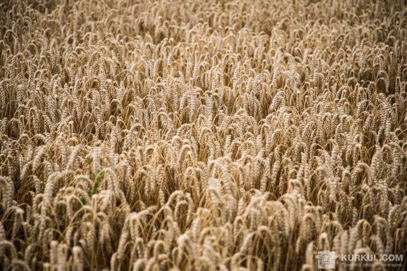 Глобальне потепління може скоротити урожай пшениці вдвічі 