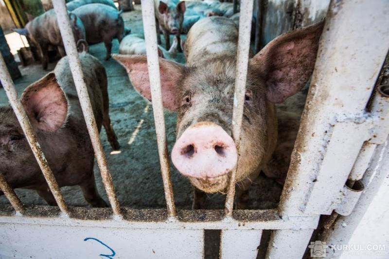Мешканці виявили трупи свиней на території села Луковиця
