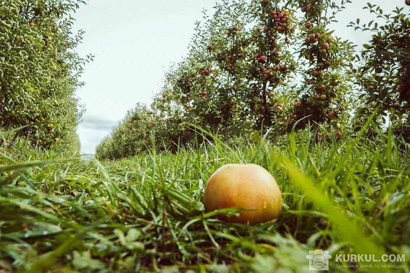 Українські виробники яблук можуть перегнати польських колег — експерт