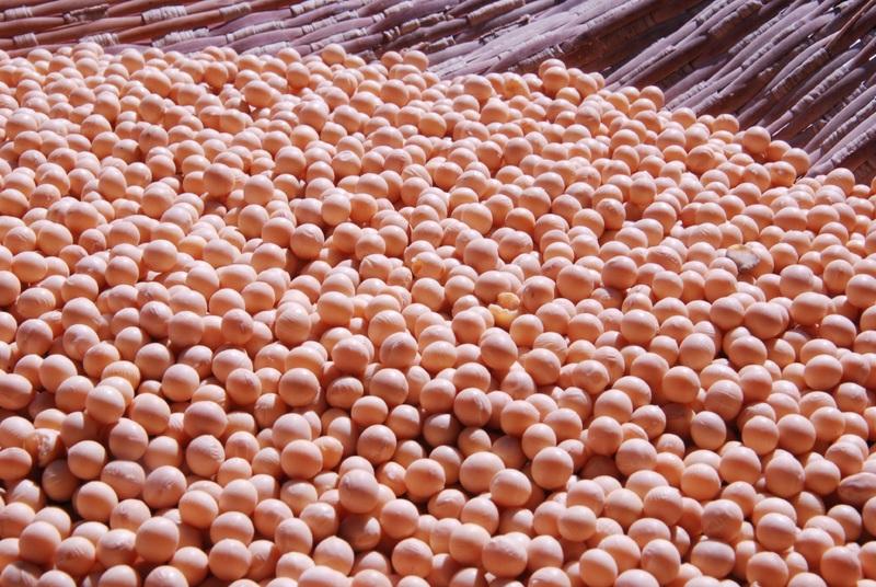 USDA прогнозує суттєве зростання попиту на кукурудзу та сою