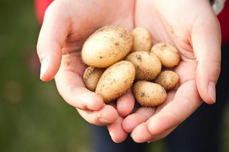 Для вирощування насіннєвої картоплі в України придатні 7 тис га — експерт