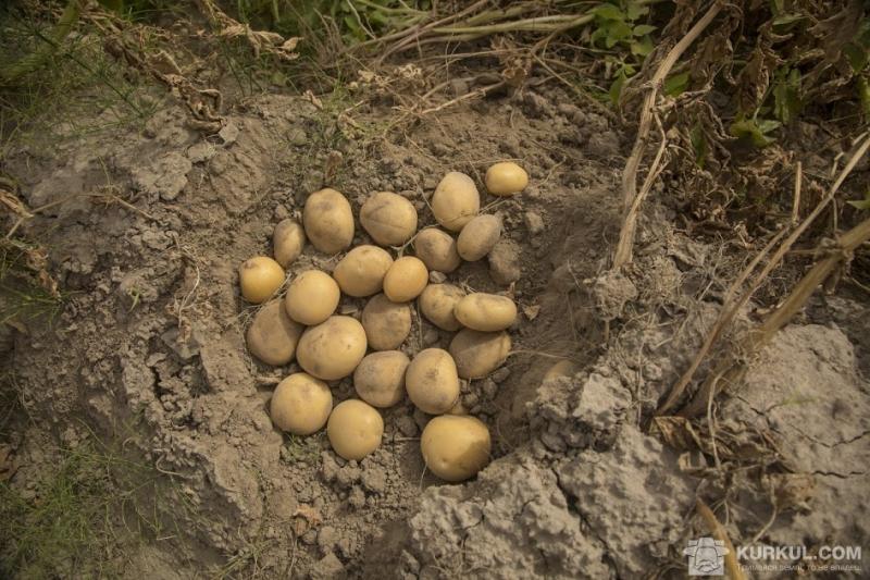 Україна посіла лише 98 місце за урожайністю на глобальному ринку картоплі