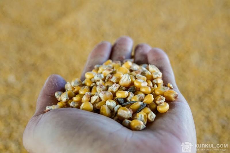 Виробництво кукурудзи знизиться на 40 млн т