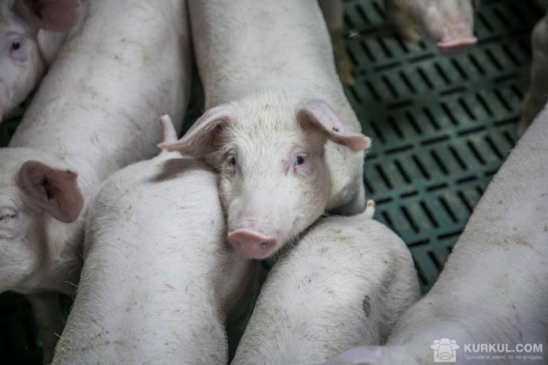 Закупівельні ціни на живець свиней у 2018 р. будуть стабільними