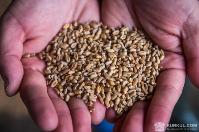 Україна експортувала на 8 % менше зернових, ніж минулого року