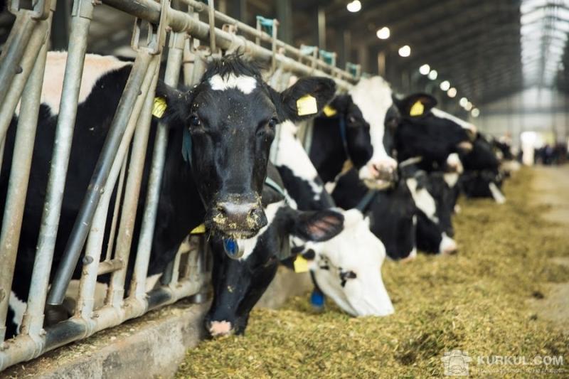 Інвестиції у молочну галузь дозволять подвоїти обсяги виробництва молока до 2030 р.