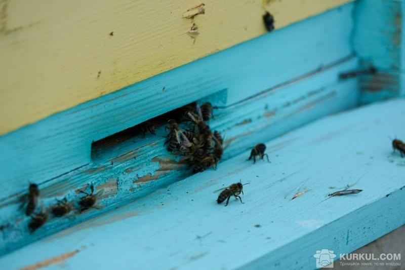 Пасічники за зиму втратили 20 % бджіл