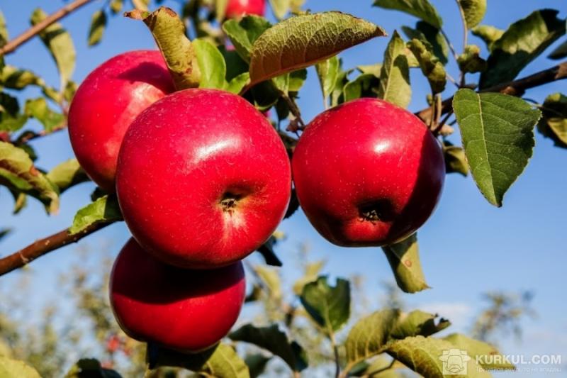 Експерти розповіли, які сорти яблук будуть популярні найближчим часом