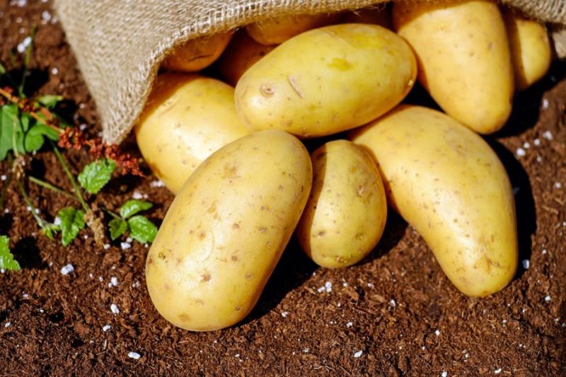Частка промислового виробництва картоплі в Україні займає менше 5%