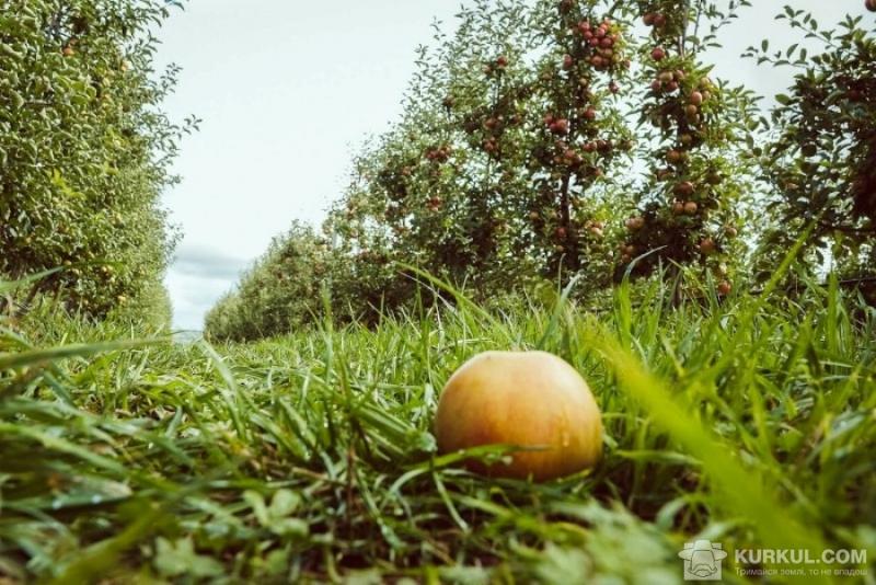 В Україні розвиватимуть аграрні розписки для садівників
