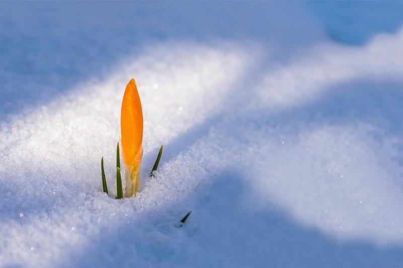 Весняна погода не порадує українців — завтра мокрий сніг з дощем