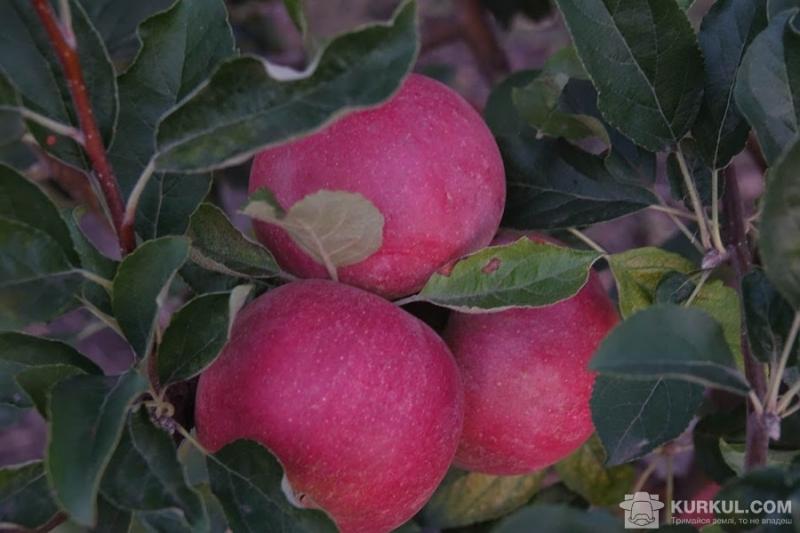 Експерти прогнозують гарний врожай яблук цього року