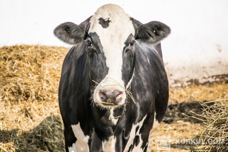 У господарствах Херсонщини недорахувалися 23 тис голів худоби