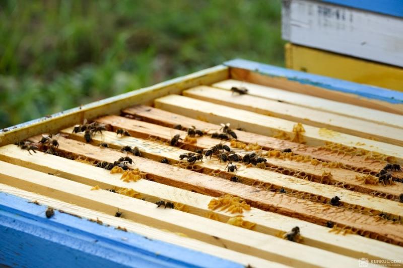 Експерт назвав головні тренди світового бджільництва