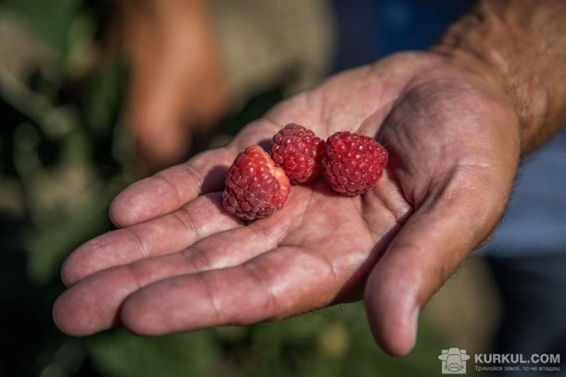 Українські садівники зібрали рекордний урожай