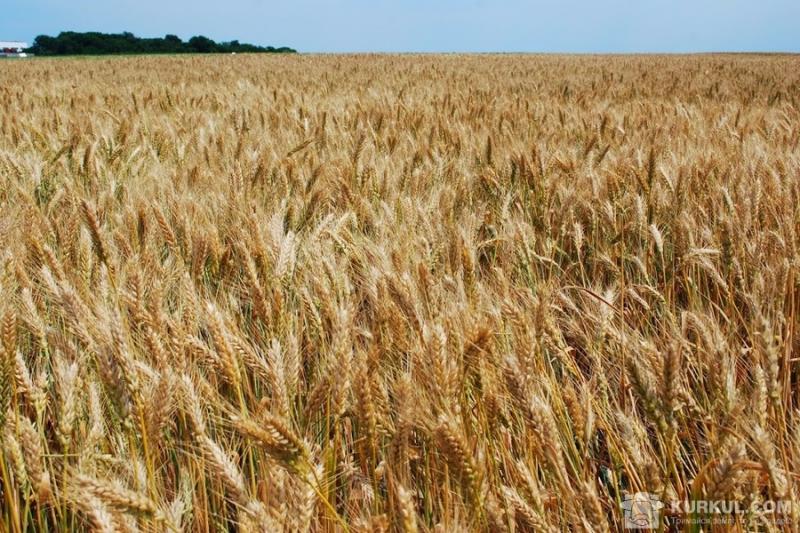 Українські фермери експортували понад 30 млн т зернових