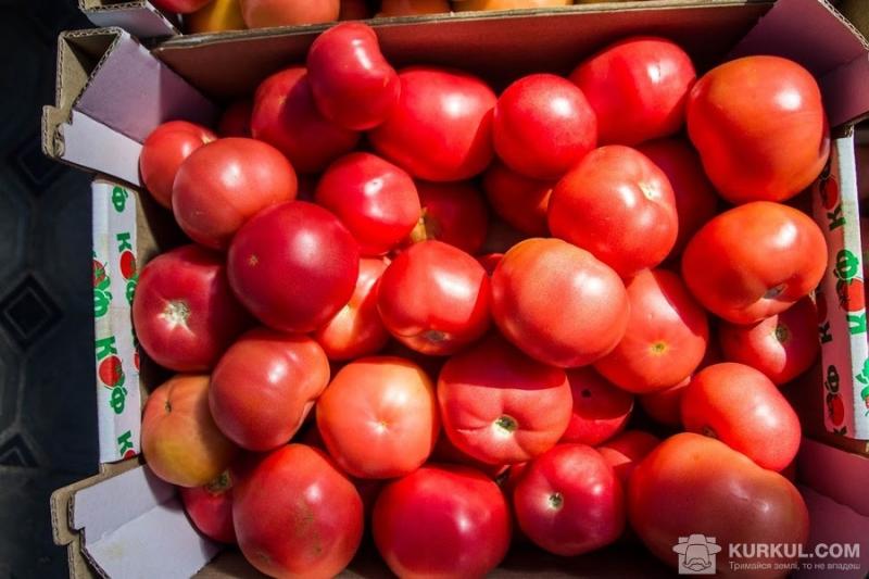У турецьких помідорах знайшли шкідника