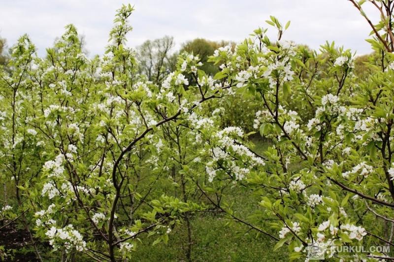 На Херсонщині оцінили вплив погоди на плодові дерева