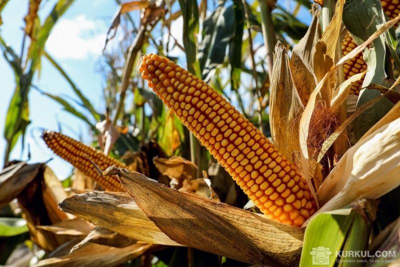 Індійські вчені вивели новий сорт кукурудзи