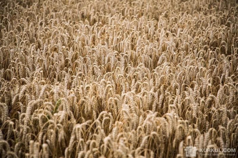 60 років тому озима пшениця цвіла повільніше