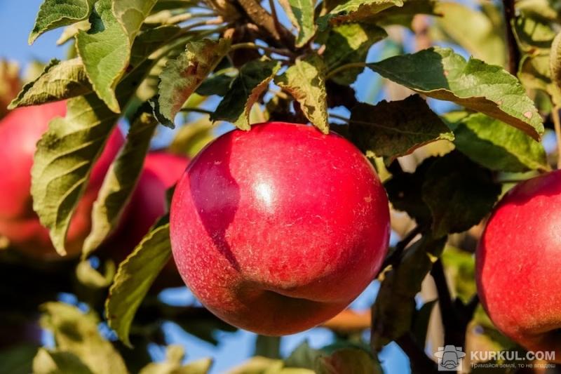 Площа яблуневих садів в Україні скоротилася, а урожайність — збільшилася